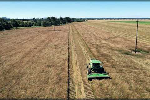 How Do They HARVEST Grass Seed?