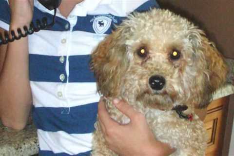 National Dog Day