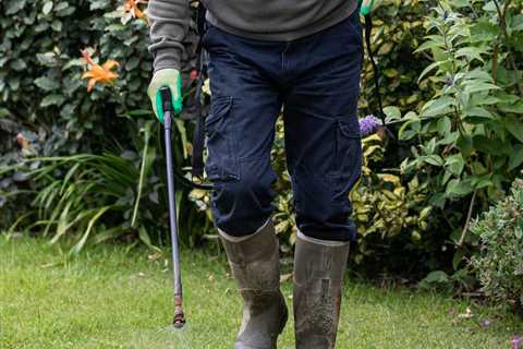 8 Lawn Weed Killers You Need to Know