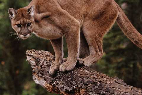 Calabasas Mom Punches Mountain Lion Trying to Drag Away Her 5-Year-Old Son