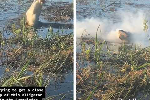 Drone Flies Too Close to Florida Alligator