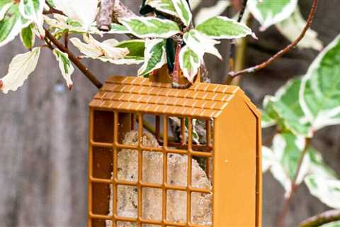 What you need to know about Suet Feeders