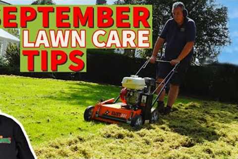 Late summer lawn renovation | back to basics