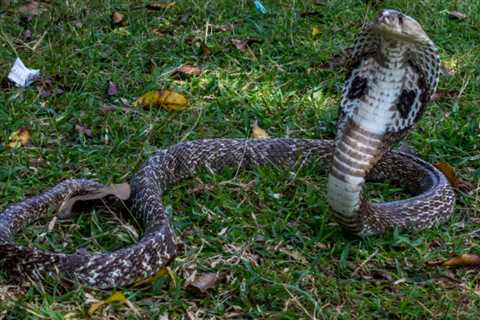North Carolina legislators demand stricter laws following the escape of a venomous snake into a..