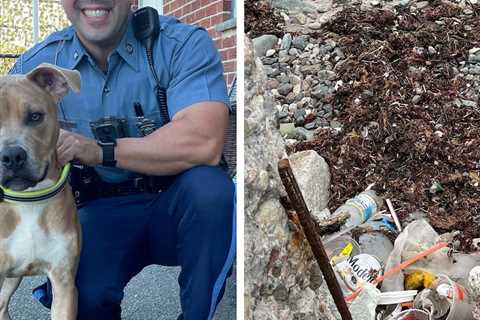 Massachusetts Man Arrested for Chaining Dog and Abandoning Him to Rising Tide