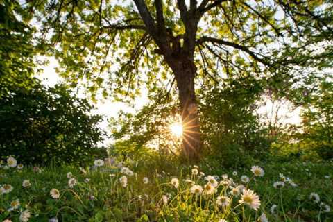 9 Ideas to Rewilder Your Yard