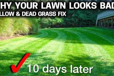 Why your LAWN is YELLOW &amp; DYING - Simple FIX that works FAST!