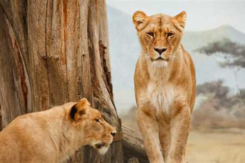 The Top 4 Reasons to Go on an African Safari This Year