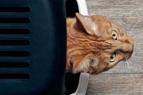 The 10 Best Cat Litter boxes of 2021