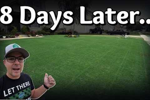 FIRST MOW Just 8 Days After Seeding