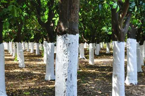 This is what paint on trees means to you