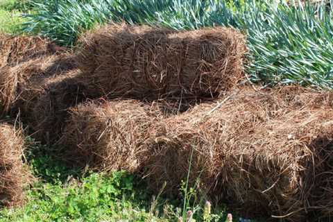 What You Need to Know About Pine Needle Mulch