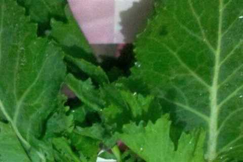 Low Carbs Green Chips Recipe