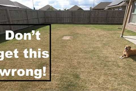 My lawn is a dumpster fire this fall! // Here's what I would and wouldn't do if yours is too!