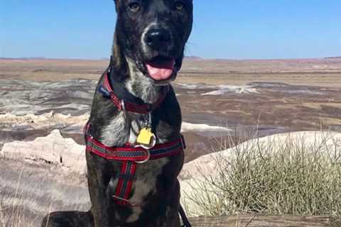Best Dog Friendly National Parks in America