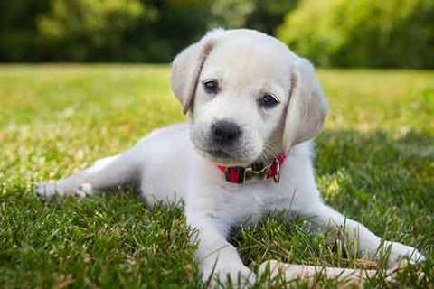 Locate Your Pet Instantly With This Tiny Collar Attachment