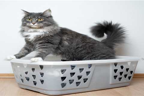 How to Get Cat Urine Out Of Clothes