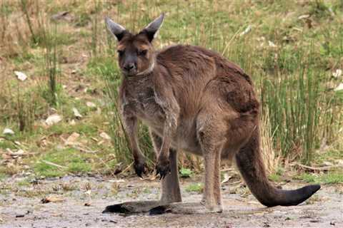 Five Things Adelaide Hills Should Not Miss