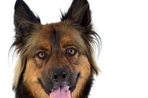 How To Make A Pet First Aid Kit For Your Car