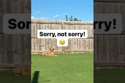 Trigger warning! —— #changemymind #lawn #lawns #lawncare #bermudagrass #reellowbermuda #lawncarenut