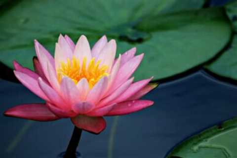 Edible Flowers For Health