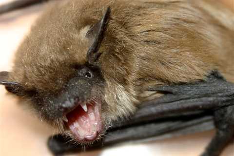 Illinois Man Who Woke up With Bat on His Neck Dies of Rabies