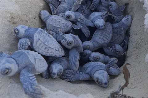 Ocean Cay Marine Reserve: First Loggerhead Turtles Hatch