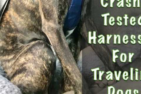 Best Crash-Tested Dog Harnesses For Traveling By Car
