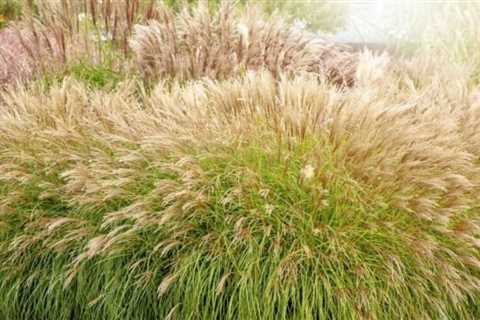 When to Reduce Ornamental Grasses