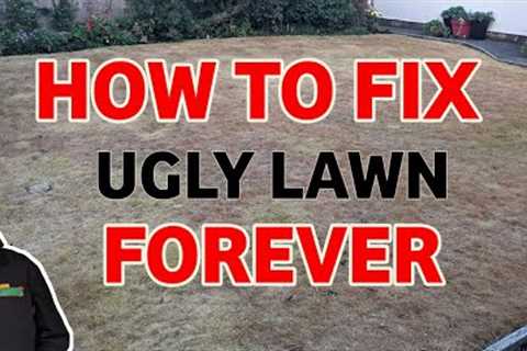 We killed off an ugly lawn and started again | Everything you need to get it right