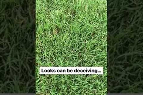 Free fertilizer!