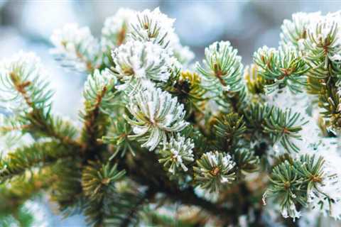 What Happens to Leaves in Winter?
