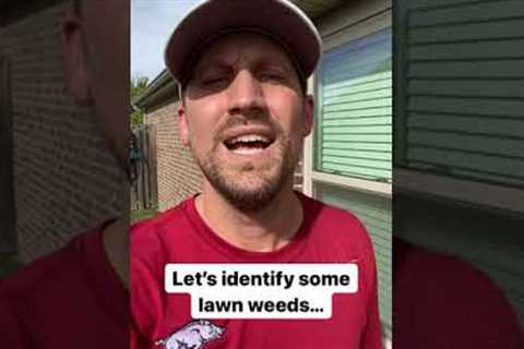 Do you know these lawn weeds?