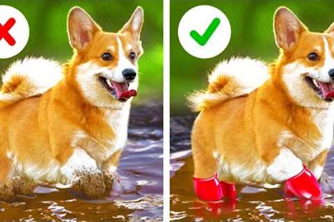 Wow! Useful Gadgets, Toys And Hacks For Smart Pet Owners