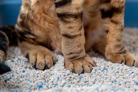 How to stop your cat from peeing outside the litter box