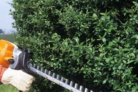 The 7 Best Electric and Gas Hedge Trimmers for 2021