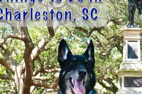 Top Pet Friendly Things To Do in Charleston