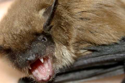 Illinois man who woke up with a bat on his neck dies of Rabies