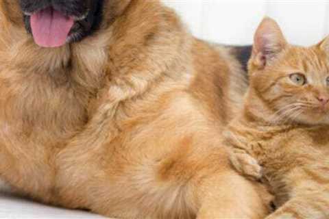 Hotel Chains Where Pets Stay Free