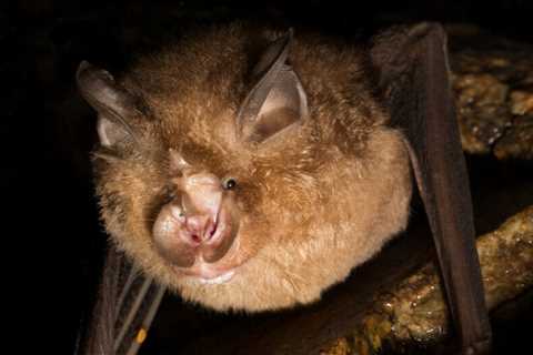 Recent discoveries of bat viruses give clues about Covid's origins
