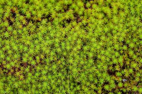 What is Sphagnum peat moss? How can I use it?