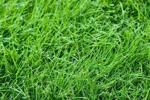 There are 4 types of grass that can be planted in fall and winter