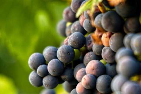 Ten Amazing Winery Experiences You Should Try All Over the World