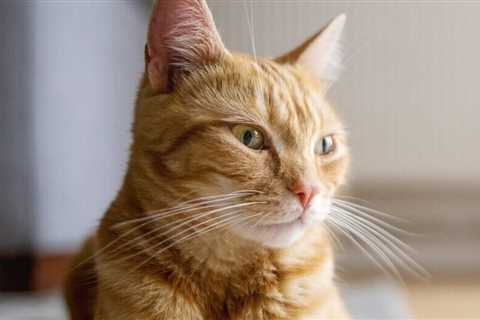 How to stop your cat from peeing on the carpet