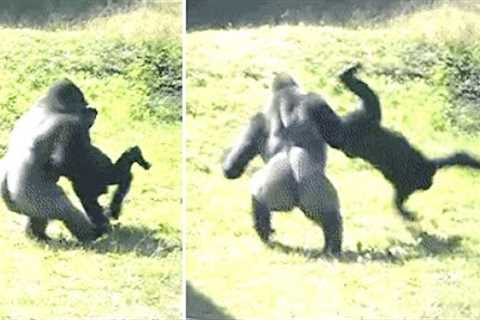 The Giant Lion Eating Chimps Of The Magic Forest Just Revealed This To Scientists In The Region