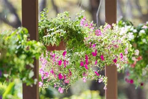 8 Best Outdoor Hanging Pots for Your Patio