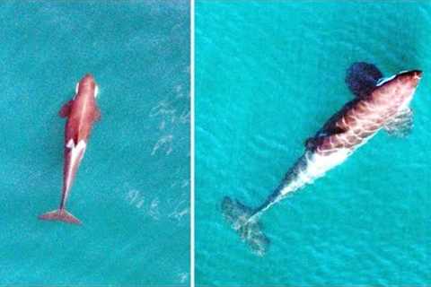 This Drone Has Just Revealed The Saddest Killer Whale Alive Was Captured Doing This