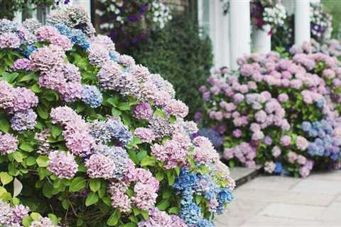 The Homeowner's Guide to Shrubs