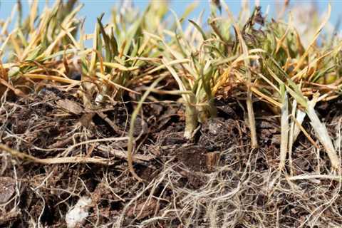Winter Weeds: How to Care for Them
