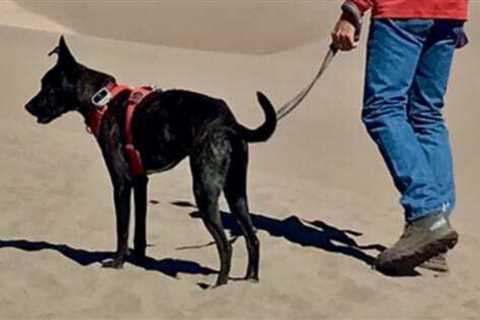 Visiting Great Sand Dunes National Park With Pets